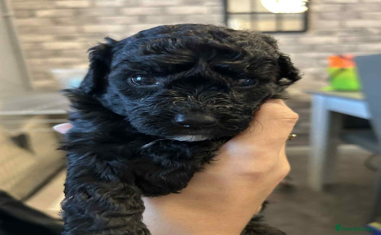 Cockapoo dogs Cockapoo puppies for sale - Advert 9