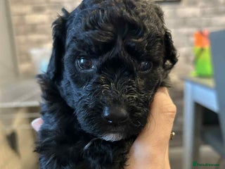 Cockapoo dogs Cockapoo puppies for sale - Advert 11