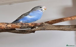 Budgerigars birds for sale: Budgies - Image 8
