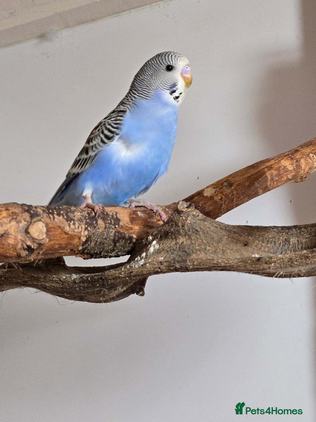 Budgerigars birds for sale: Budgies - Image 8