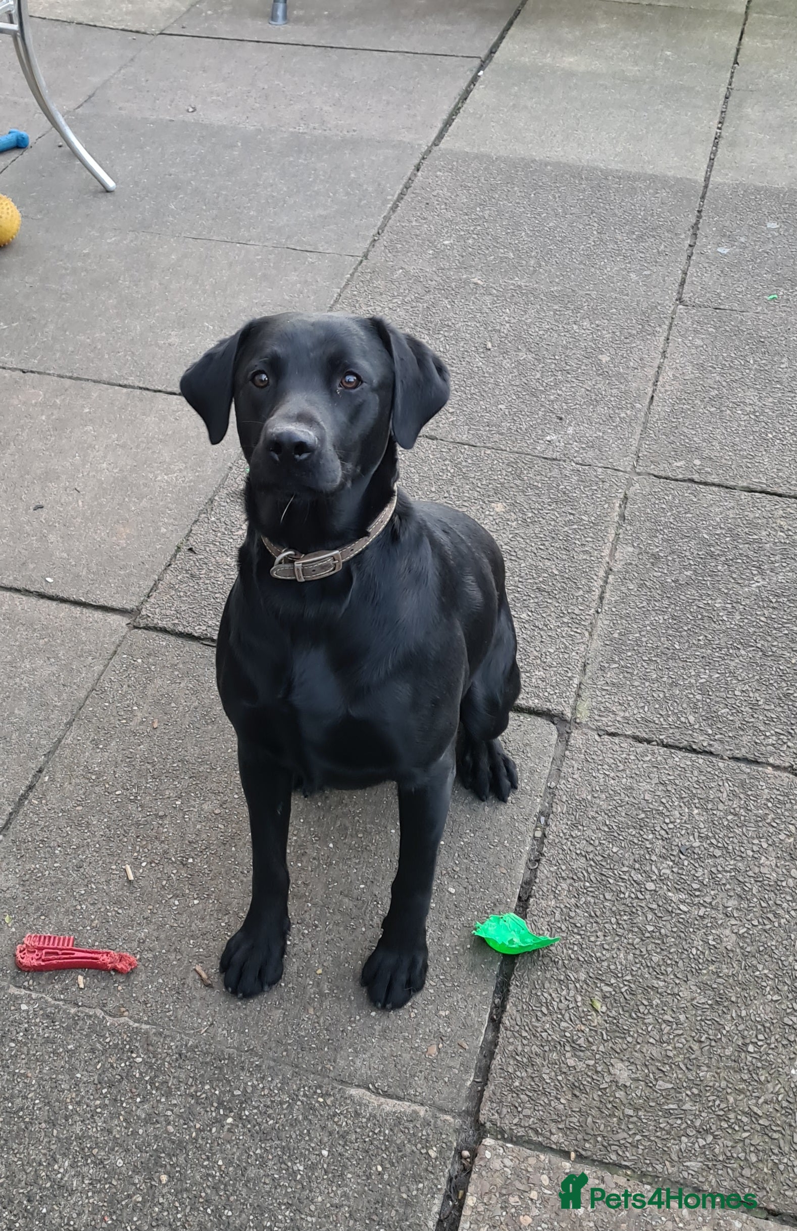 Labrador Retriever dogs PROVEN LABRADOR FOR STUD PROVEN  in Wolverhampton - Advert 18