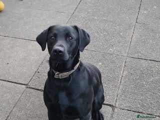 Labrador Retriever dogs in Wolverhampton - Advert 38