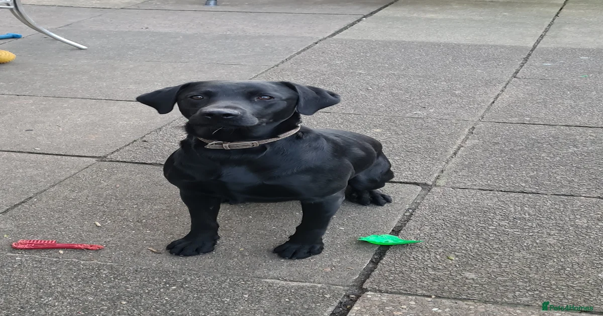 PROVEN LABRADOR FOR STUD PROVEN for stud in Wolverhampton | Pets4Homes