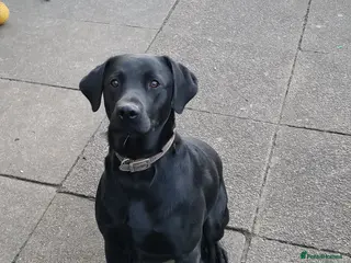 Labrador Retriever dogs PROVEN LABRADOR FOR STUD PROVEN in Wolverhampton - Advert 7