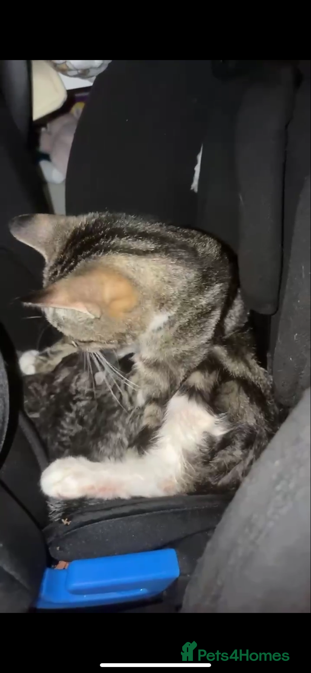 Mixed Breed cats for sale: 13-14 week old kittens - Advert 6