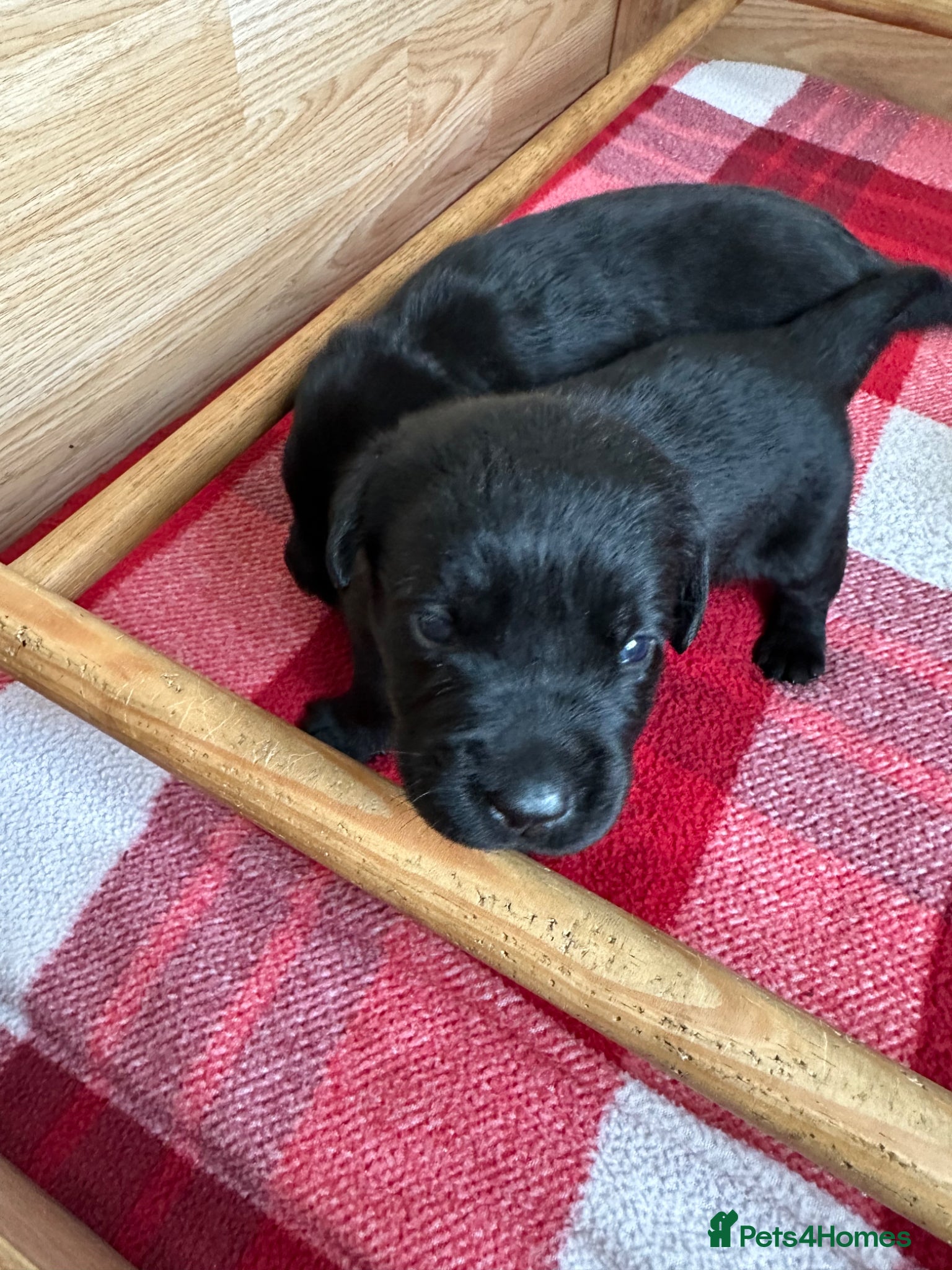 Labrador Retriever dogs Stunning KC Labradors. Crufts winner Stud dog - Advert 2