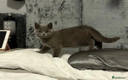 British Shorthair cats for sale: PEDIGREE BLUE BSH KITTEN AVAILABLE NOW!  - Image 1