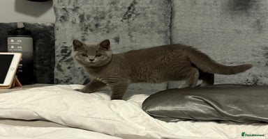 British Shorthair cats - Advert 16