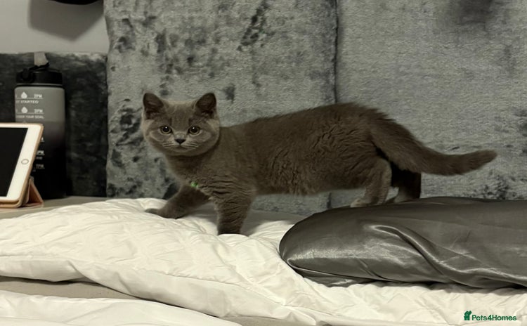 British Shorthair cats - Advert 9