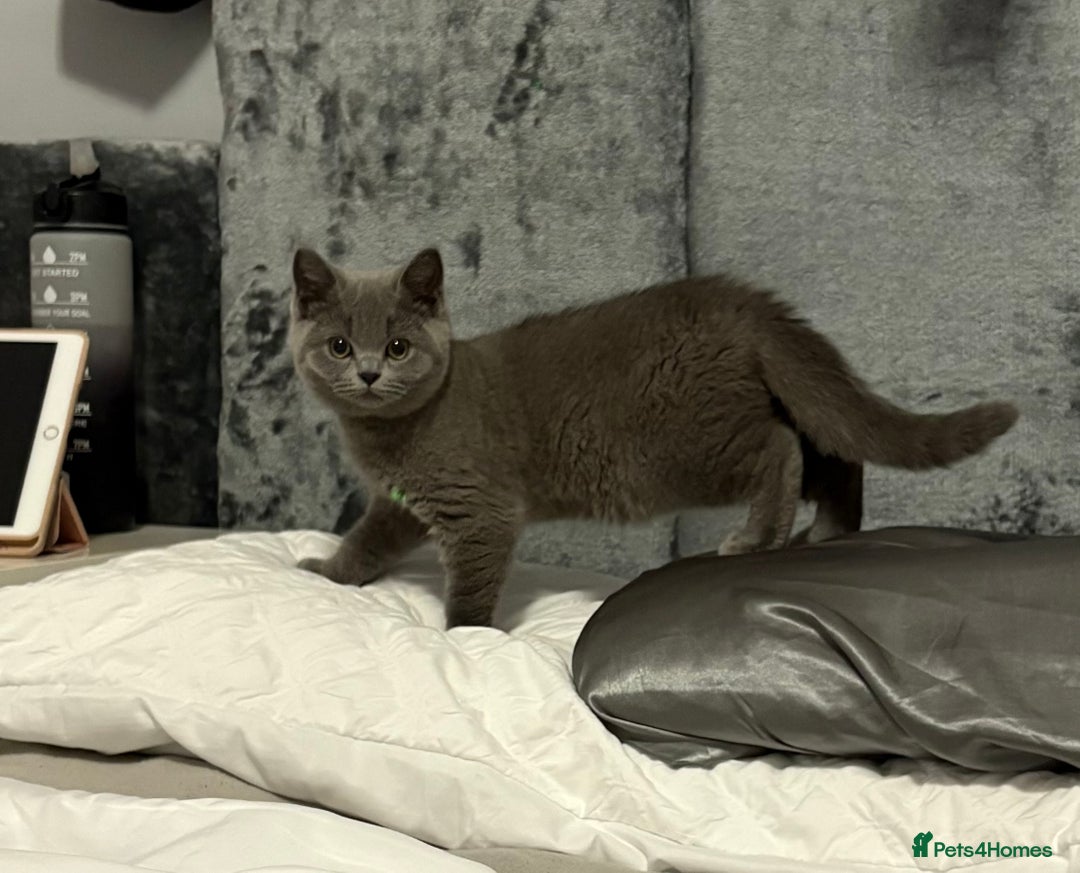 British Shorthair cats for sale: PEDIGREE BLUE BSH KITTEN AVAILABLE NOW!  - Image 1