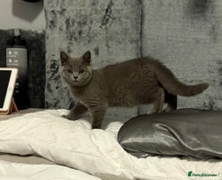 British Shorthair cats - Advert 16