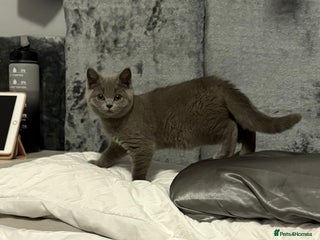 British Shorthair cats - Advert 1