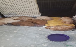 Labradoodle dogs for sale: Labradoodle puppies - Image 15