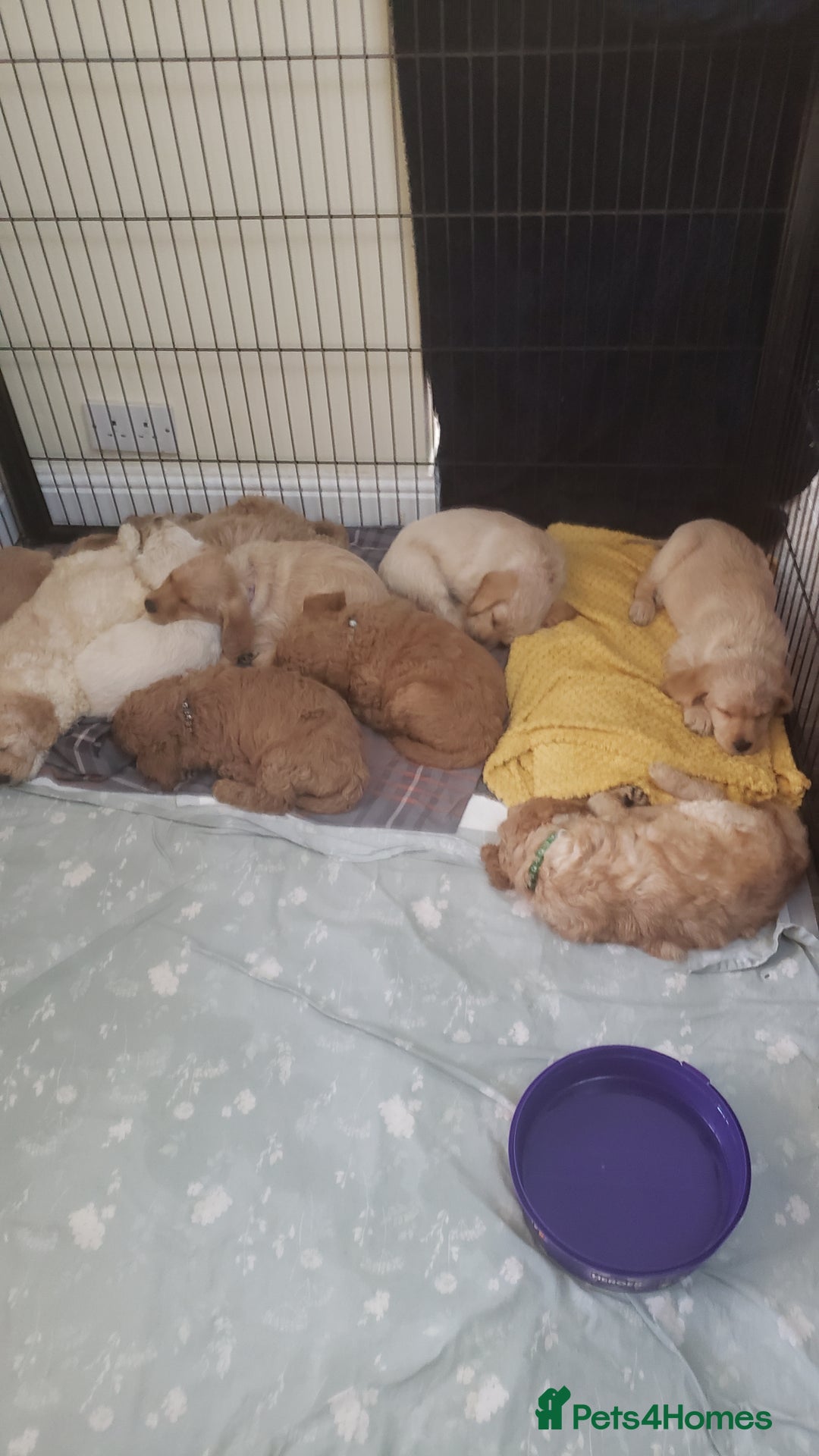 Labradoodle dogs for sale: Labradoodle puppies - Image 15