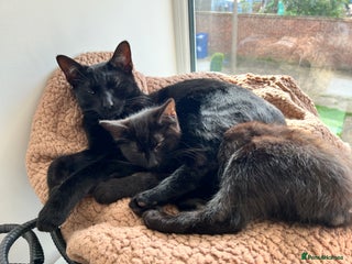 Domestic Shorthair cats for sale - Advert 1