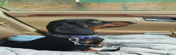 Miniature Dachshund dogs for sale: Miniature dachshund baby girl  - Advert 2
