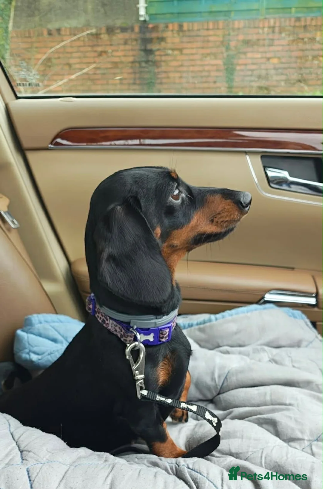 Miniature Dachshund dogs for sale: Miniature dachshund baby girl  - Advert 2