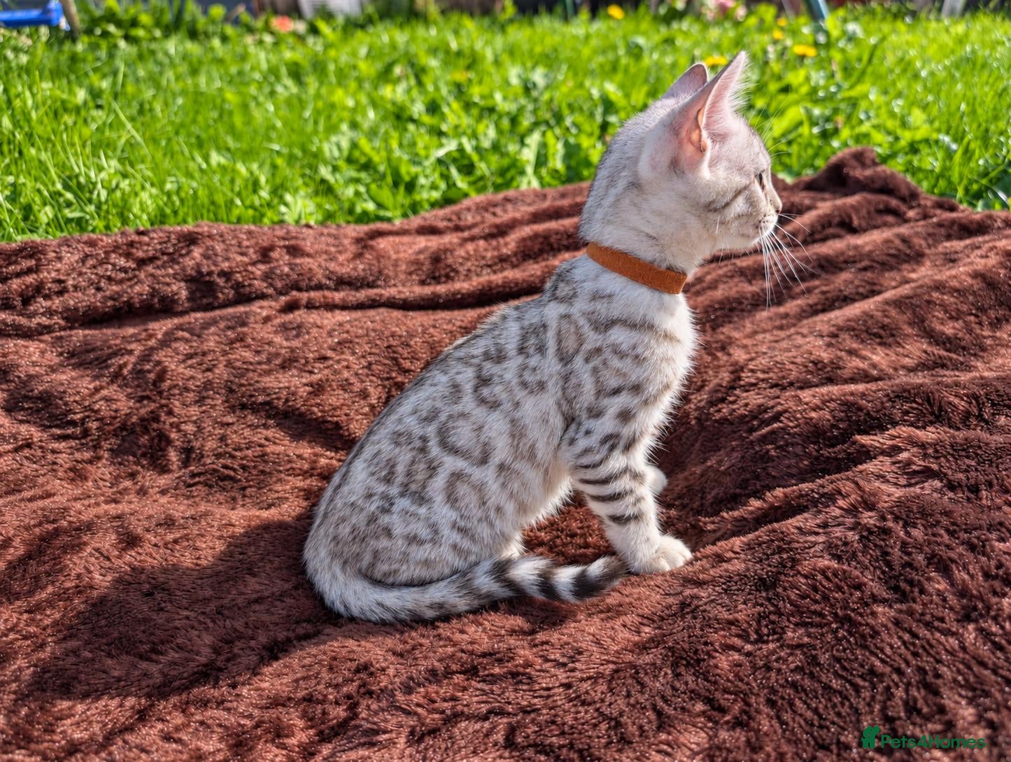 Bengal cats TICA Silver Rosetted Bengal Kittens, Health Tested - Advert 1