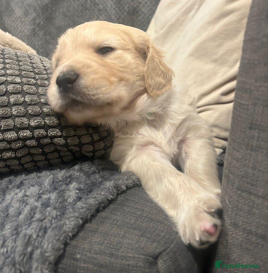 Golden Retriever dogs for sale: Golden retriever puppies  - Image 10