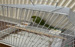 Parrots birds for sale: Green neck baby Parrot - Image 3