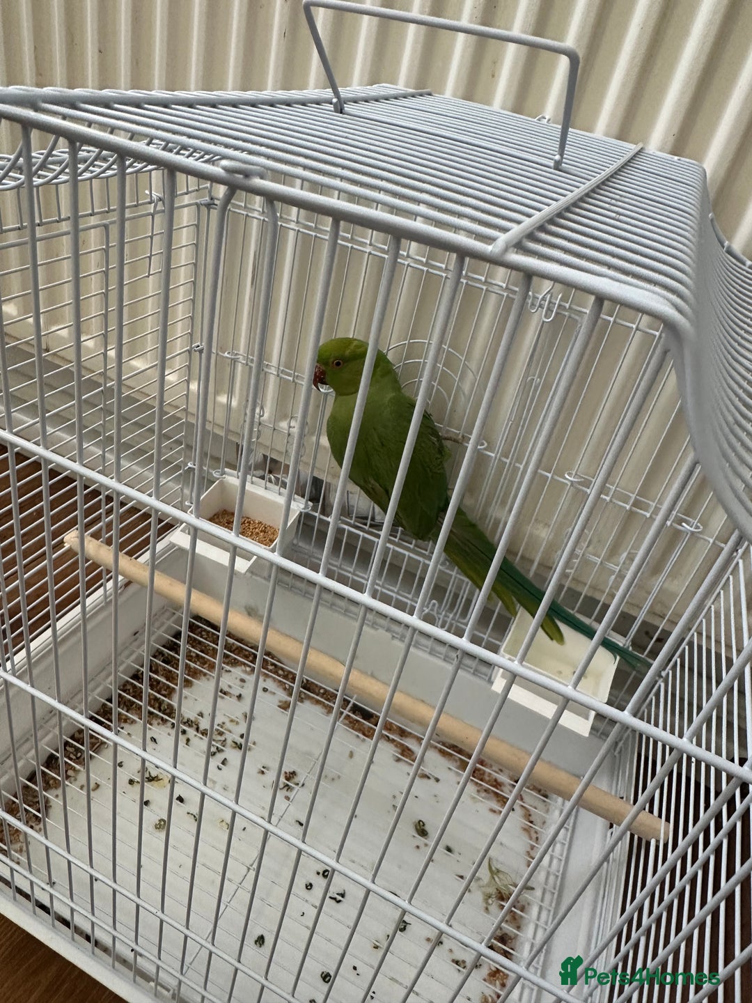 Parrots birds for sale: Green neck baby Parrot - Image 3