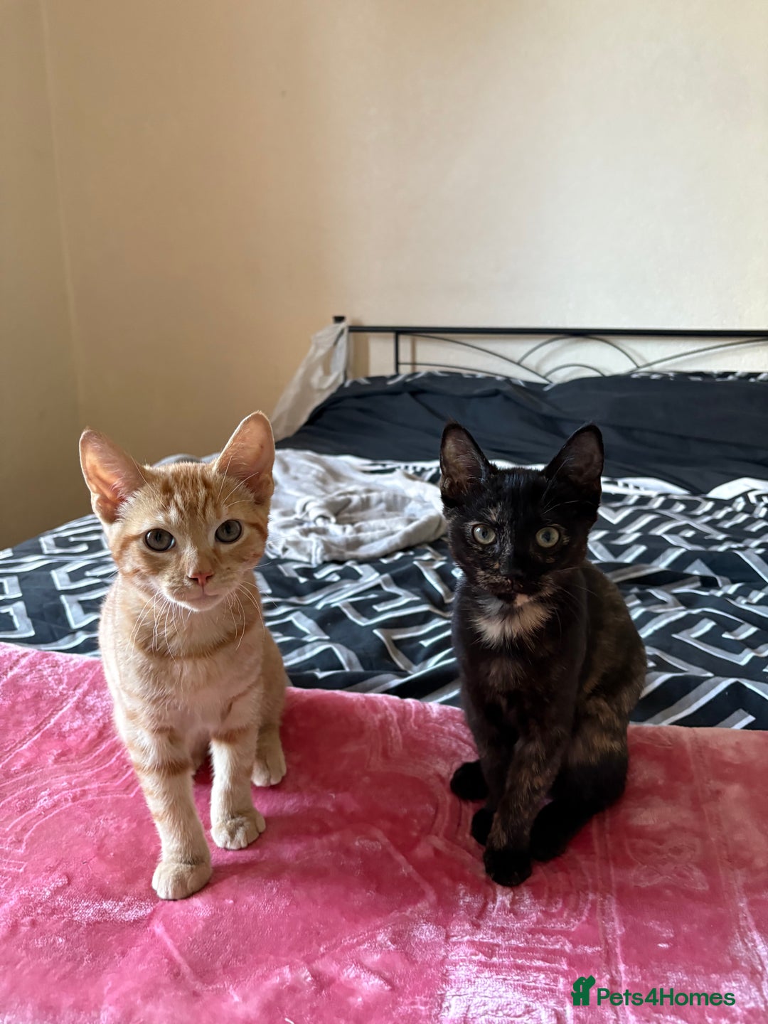 Tibetan cats for sale: Brother and sister  - Image 2