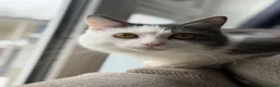 British Longhair cats for sale: 1 year old Grey and white boy  in Calne - Advert 3
