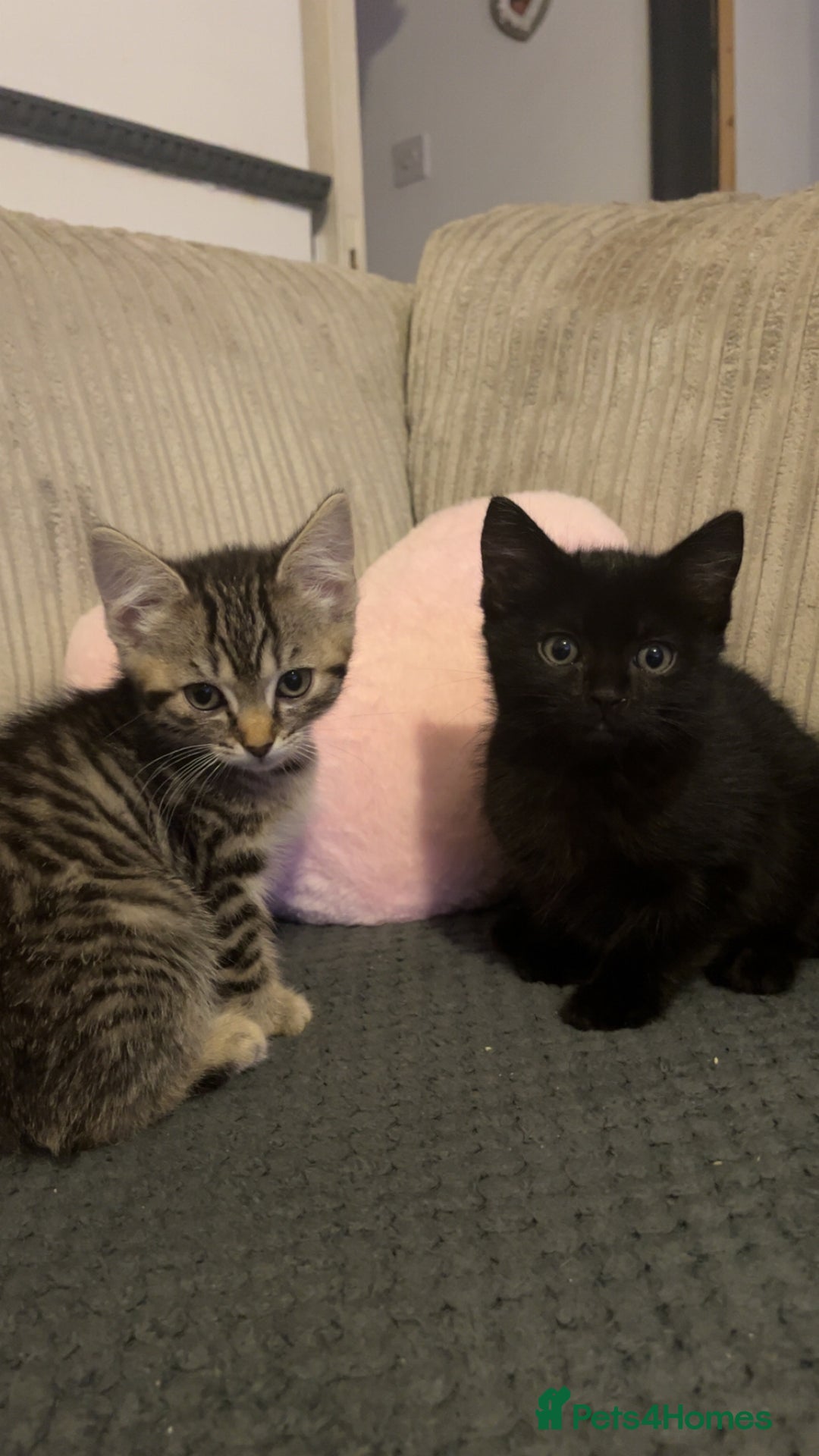 Mixed Breed cats for sale: Male & female kittens - Image 2