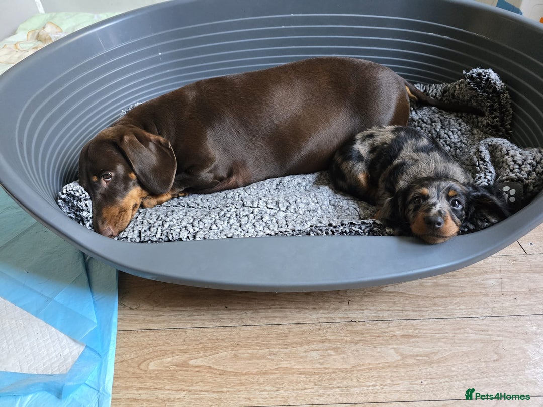 Dachshund dogs for sale: Isabella black &tan longhair dapple boy  - Image 6