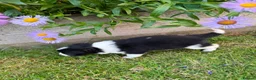 Border Collie dogs for sale: Mother is KC registered Dad is pure bred  in Ashbourne - Advert 9