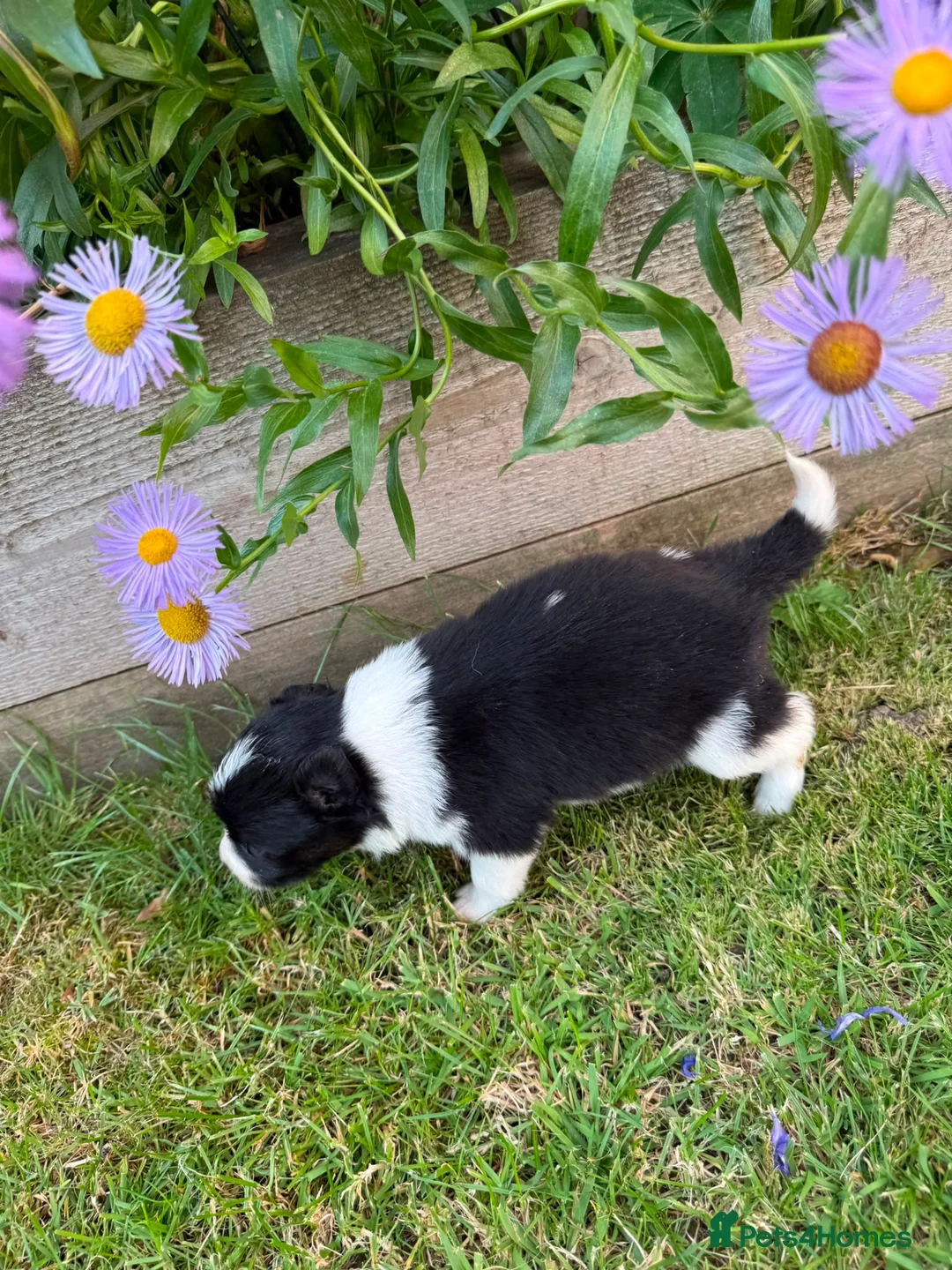 Border Collie dogs for sale: Mother is KC registered Dad is pure bred  in Ashbourne - Advert 9