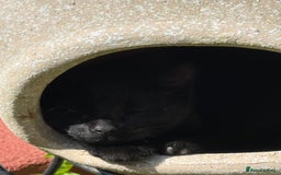 Domestic Shorthair cats for sale: Beautiful 6mo black kitten needing a new home - Image 5