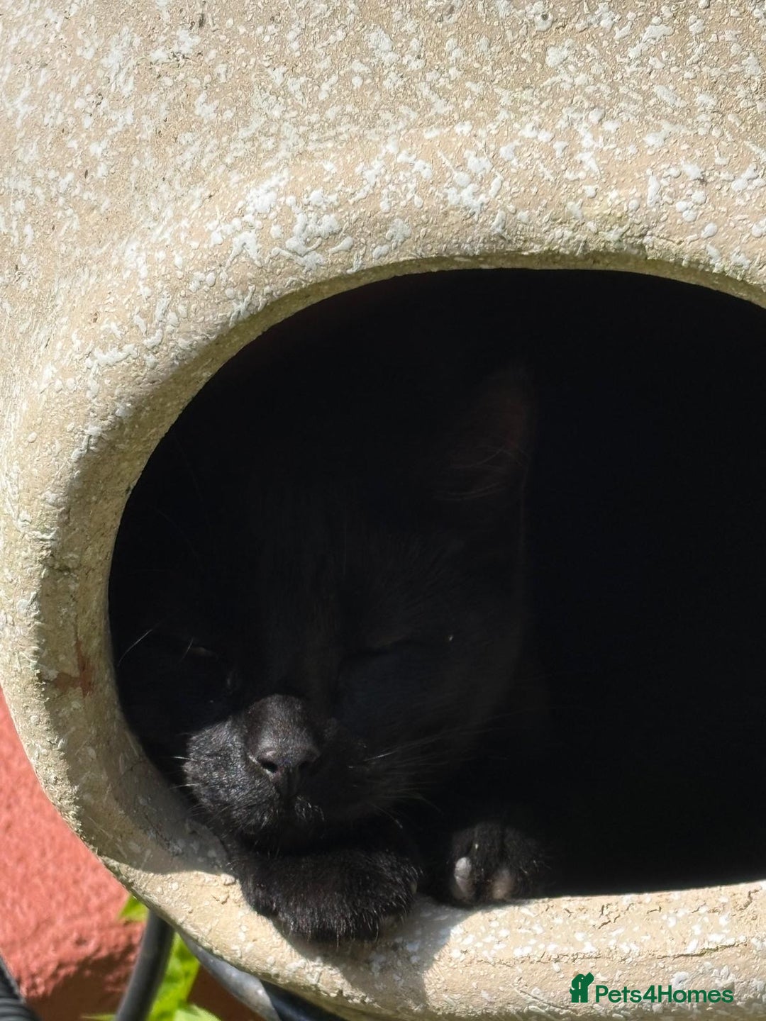 Domestic Shorthair cats for sale: Beautiful 6mo black kitten needing a new home - Image 5