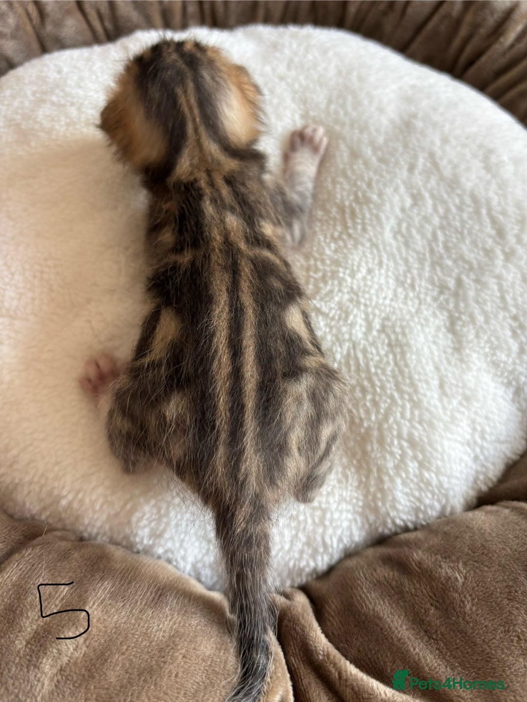 Bengal cats for sale: Bengal kittens - Image 16