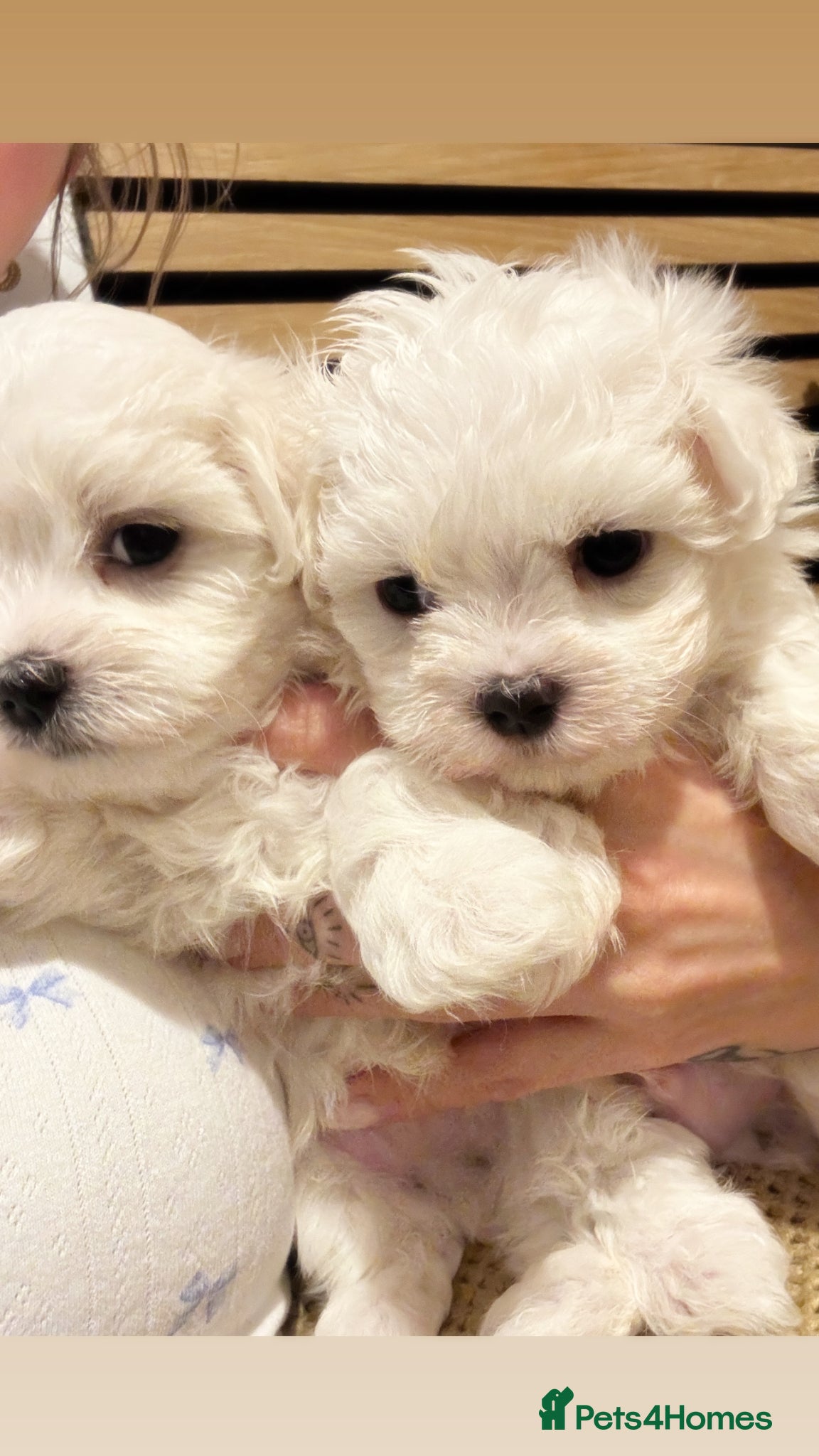 Maltese dogs Maltese pups kc reg 2 boys available  - Advert 1