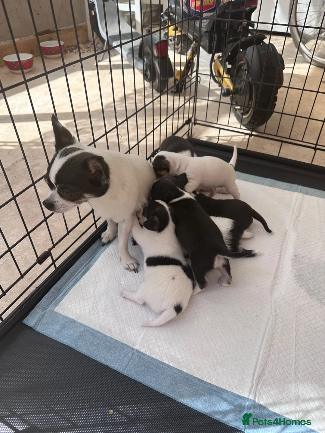 Chihuahua dogs for sale: Puppies - Advert 1