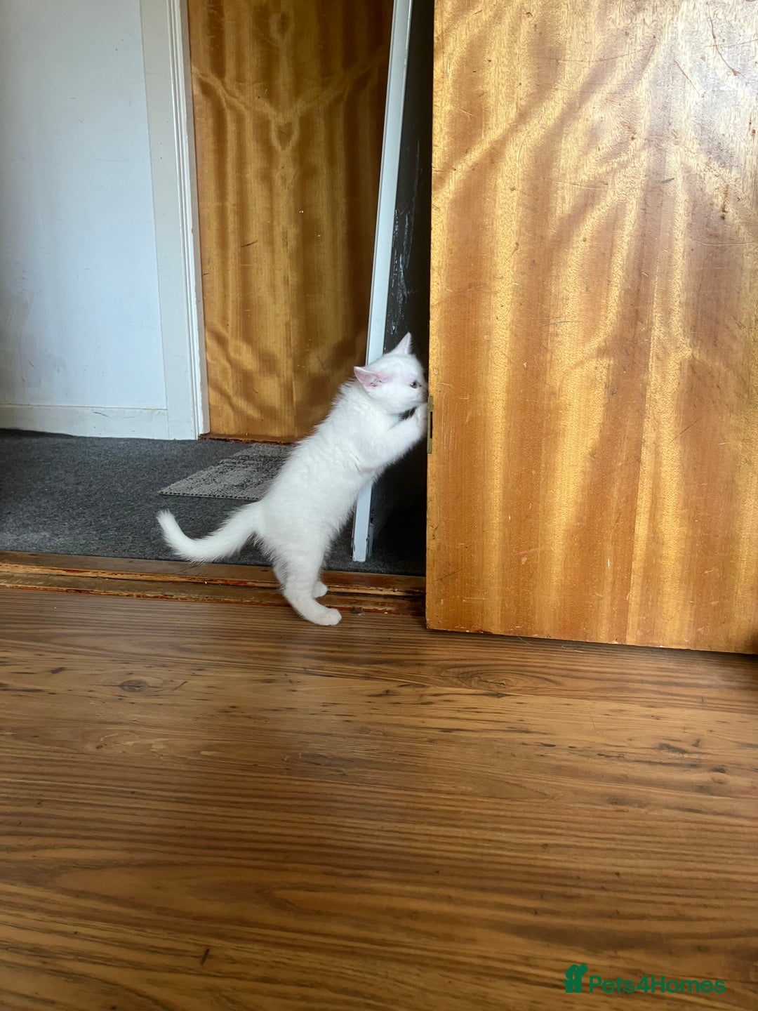 Khao Manee cats for sale: White Scottish fold mix - Image 6