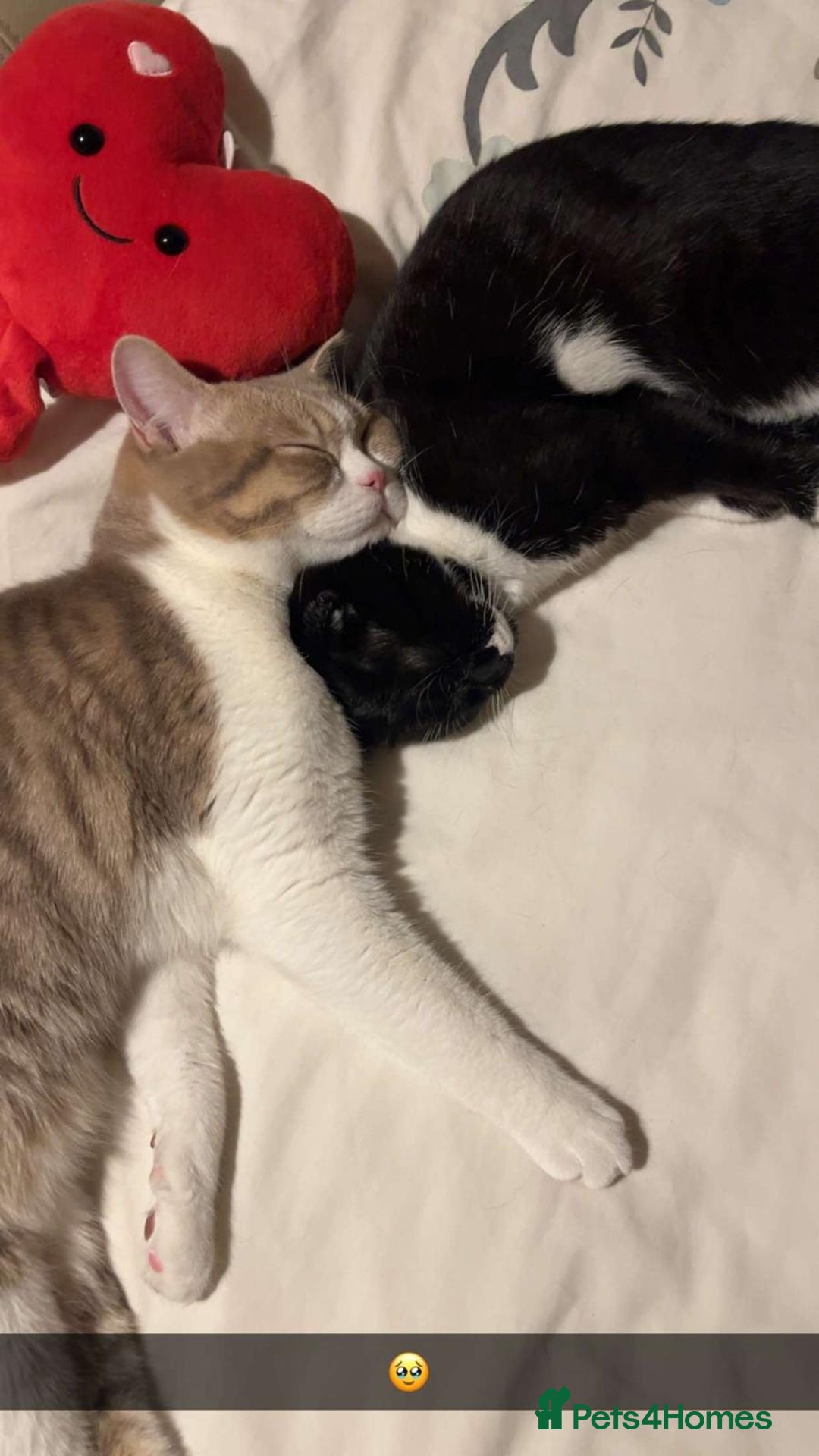 Scottish Fold cats for sale: Two beautiful kittens for sale - Advert 11