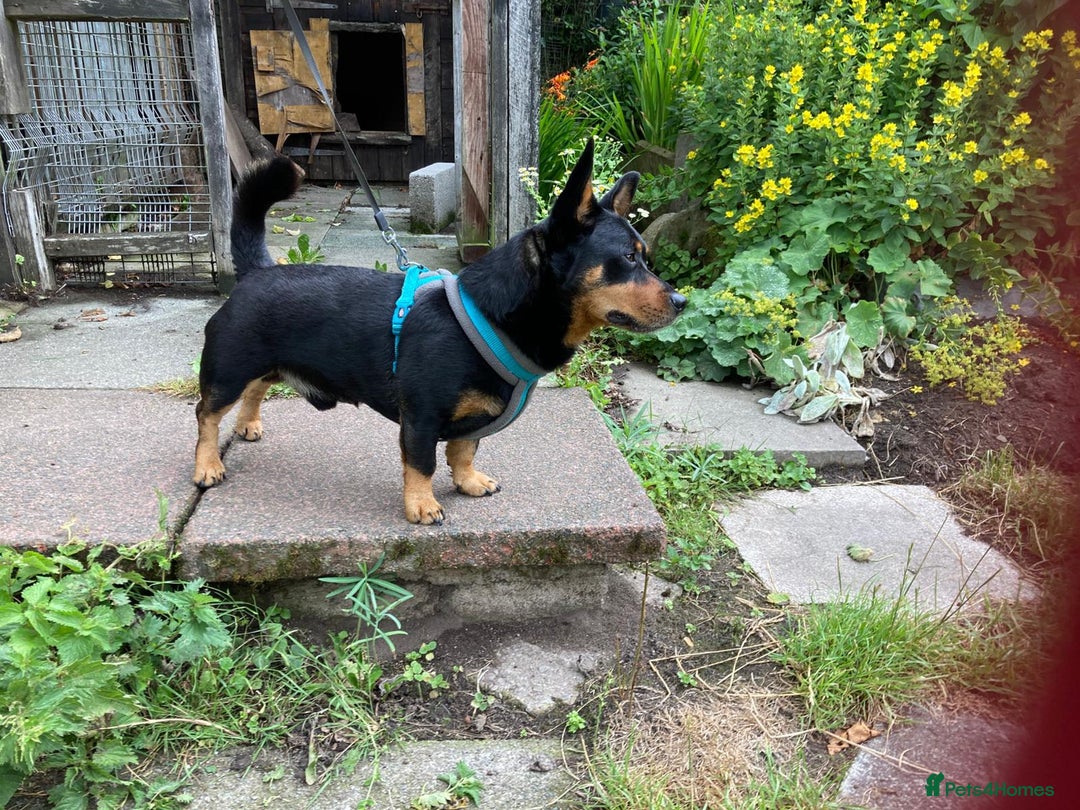 Lancashire Heeler dogs for sale: Lancashire Heelers - Image 6