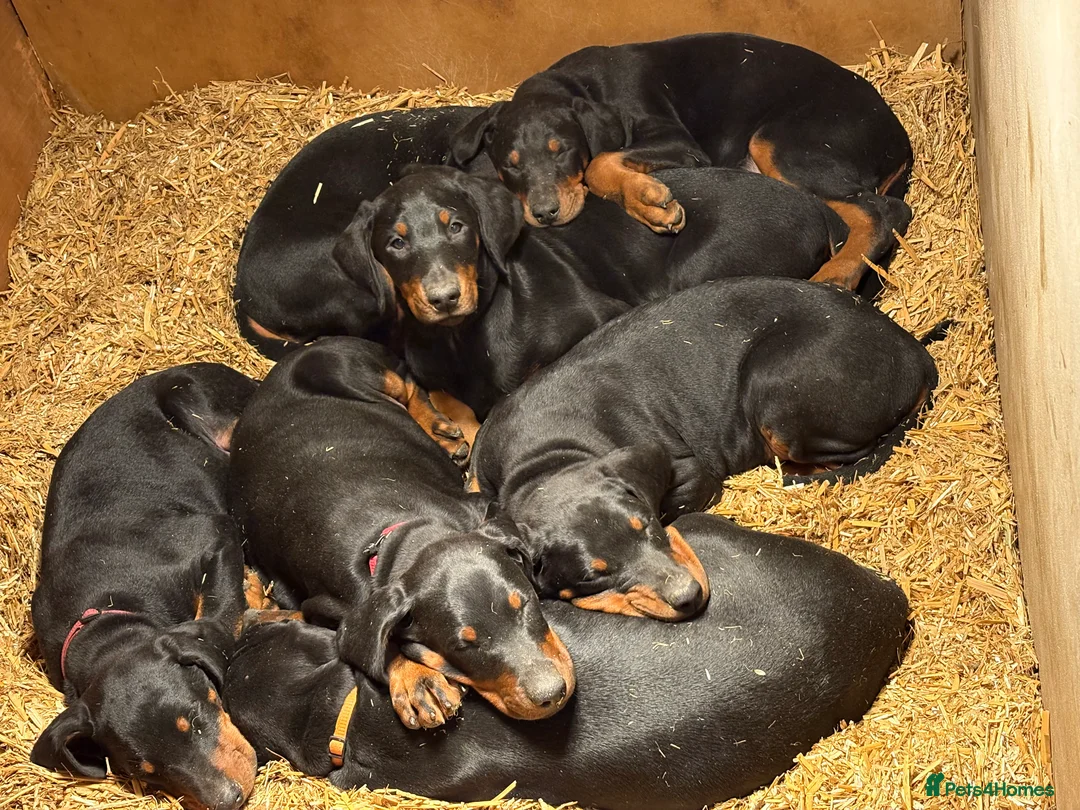 Dobermann dogs for sale: Dobberman  - Advert 4