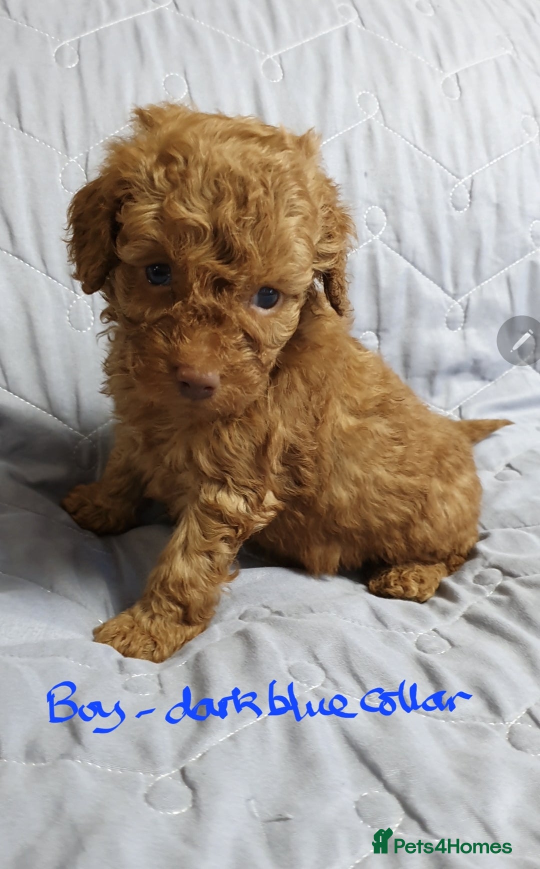 Toy Poodle dogs for sale: ASIAN CHAMPION lineage, KC registered Toy Poodles - Advert 18