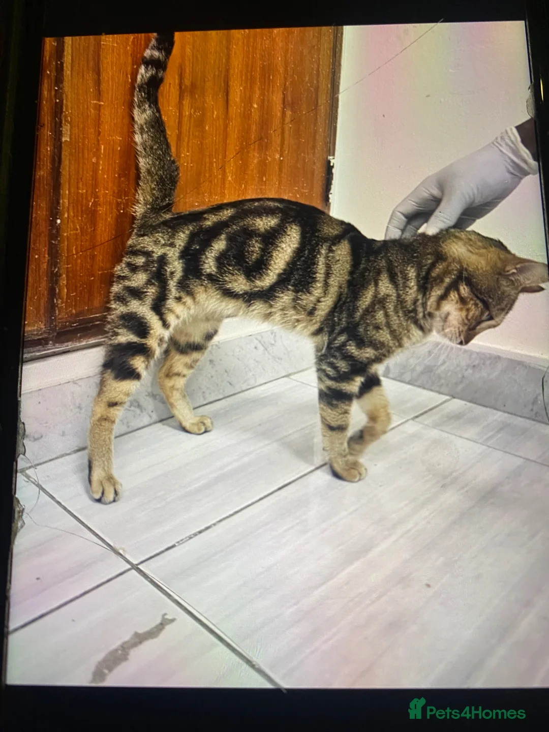 Mixed Breed cats for adoption: JIA-HEALTHY -NEUTERED- VACCINATED- MICROCHIPPED  - Advert 1