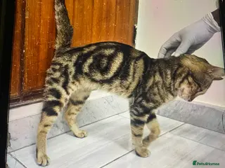 Mixed Breed cats JIA-HEALTHY -NEUTERED- VACCINATED- MICROCHIPPED - Advert 1