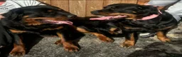 Rottweiler dogs for stud: Rottweiler at stud ( long haired )  - Advert 15