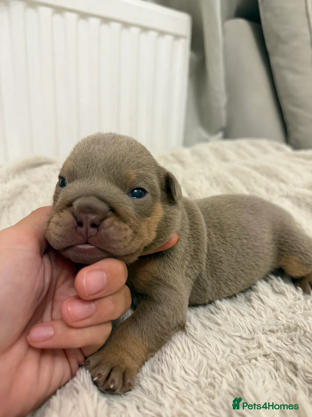 English Bulldog dogs for sale: 3 beautiful KC registered English Bulldogs - Advert 2