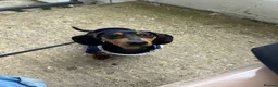 Mixed Breed dogs for sale: Miniature Dachshund X Staffy puppies - Advert 2