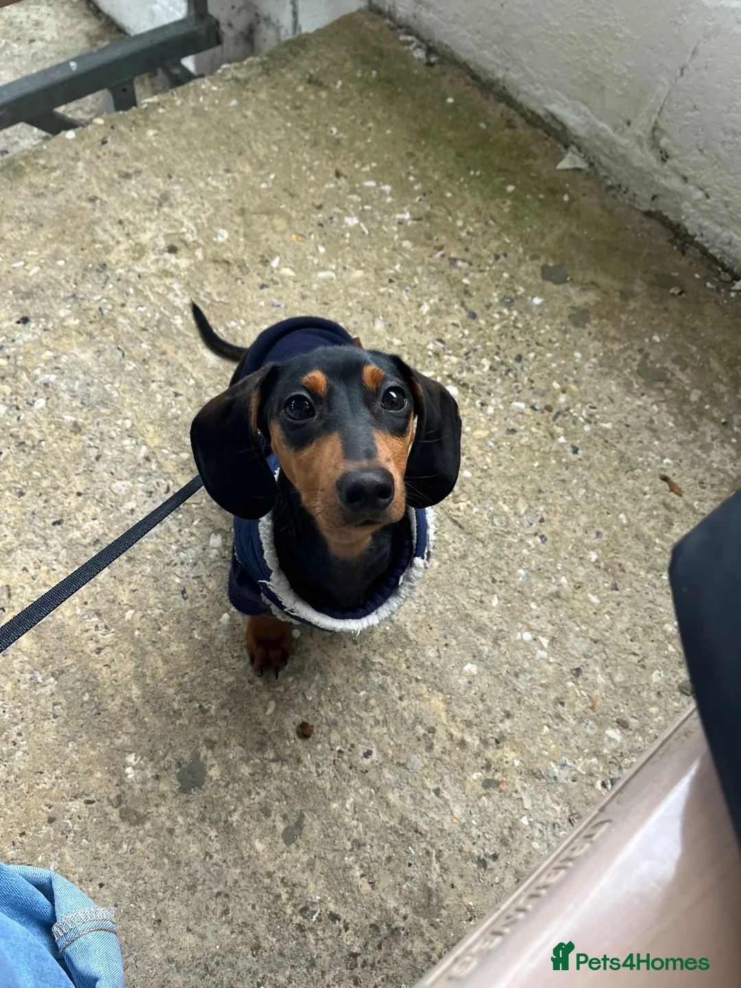 Mixed Breed dogs for sale: Miniature Dachshund X Staffy puppies - Advert 2
