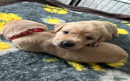 Labrador Retriever dogs for sale: Labrador puppies  - Image 29
