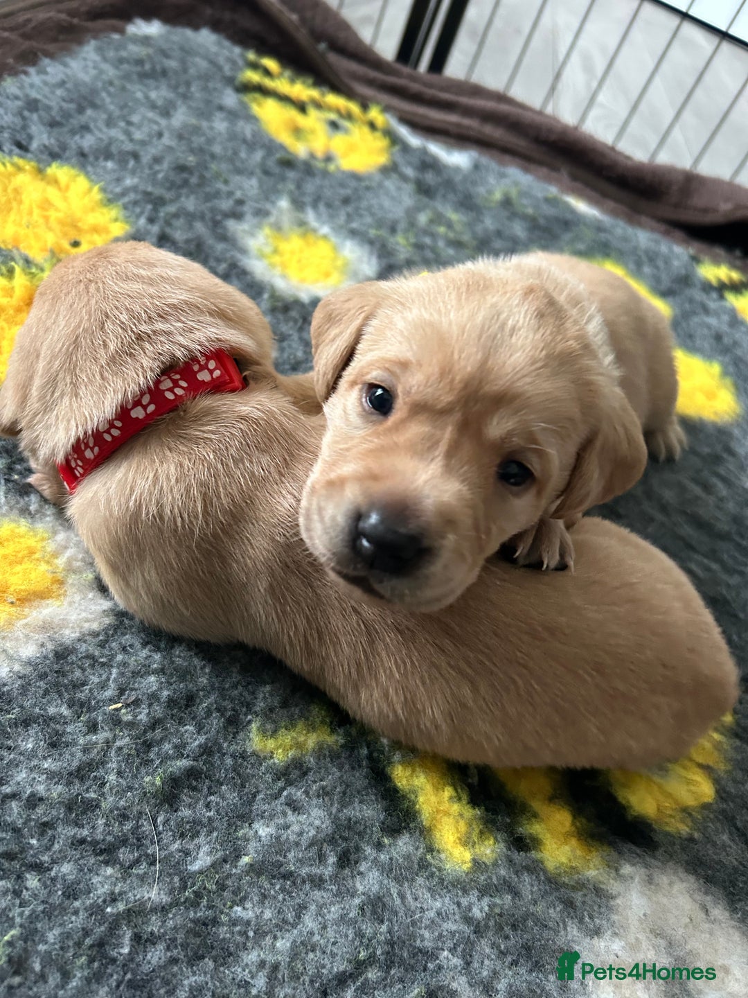 Labrador Retriever dogs for sale: Labrador puppies  - Image 29
