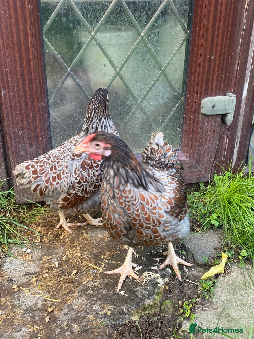 Mixed Breed poultry for sale: Chicken and quails available, see details please  - Advert 9